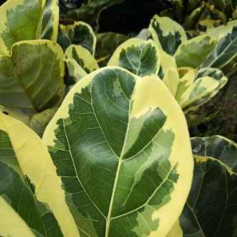 Ficus lyrata 'Variegated' Variety