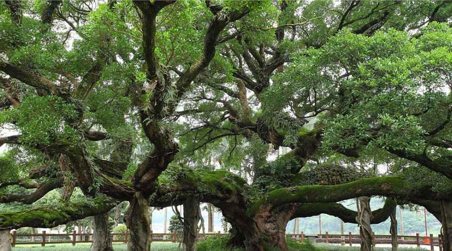 Imposing Chinese Banyan Tree (Ficus microcarpa)