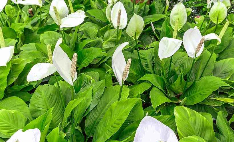 Impressive Flowering of Spathiphyllum wallisii Plants