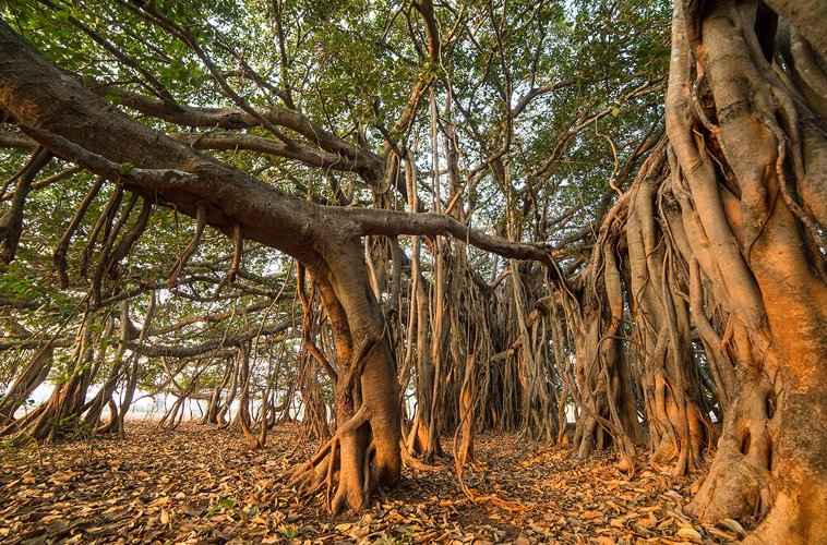 Γένος Φίκος - Μεγάλης Ανάπτυξης Αέριες Ρίζες Δέντρου Μπανιάν