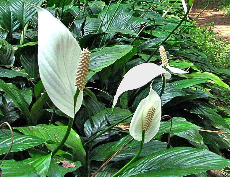 Σπαθίφυλλο (Spathiphyllum wallisii) Ανθισμένο στον Κήπο