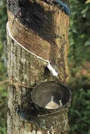 Συλλογή Φυσικού Ελαστικού Κόμμεος (Ficus elastica)