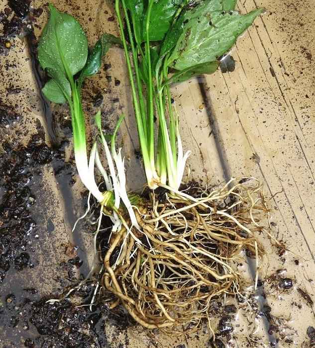 Το Ρίζωμα του Φυτού Κρίνος της Ειρήνης