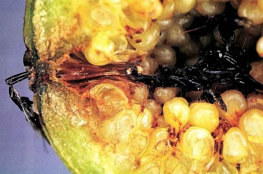 Γένος Φίκος - Σφήκες Επικονιαστές (Pleistodontes froggatti) στο Συκώνιο του Ficus macrophylla