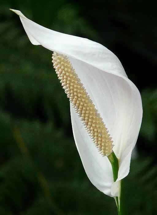 Σπαθίφυλλο με Ορθάνοιχτο το Εντυπωσιακό Άνθος του