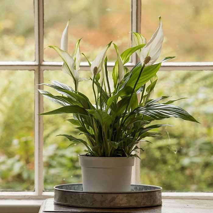Φυτό Κρίνου της Ειρήνης Τοποθετημένο σε Εσωτερικό Χώρο