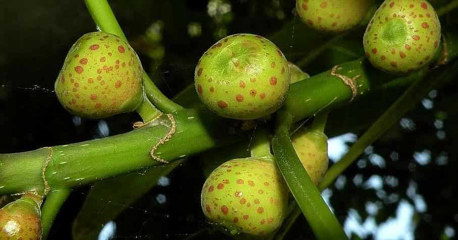 Συκώνια Πάνω στο Δέντρο Ficus luschnathiana