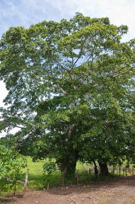 Γένος Φίκος - Δέντρο Ficus aurea στην Εξοχή, στον Παναμά