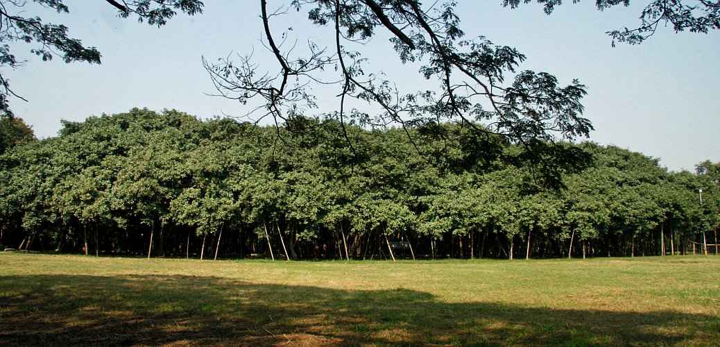 Το Περίφημο Δέντρο της Ινδίας The Great Banyan Tree Το Περίφημο Δέντρο της Ινδίας The Great Banyan Tree (Ficus bengalensis)