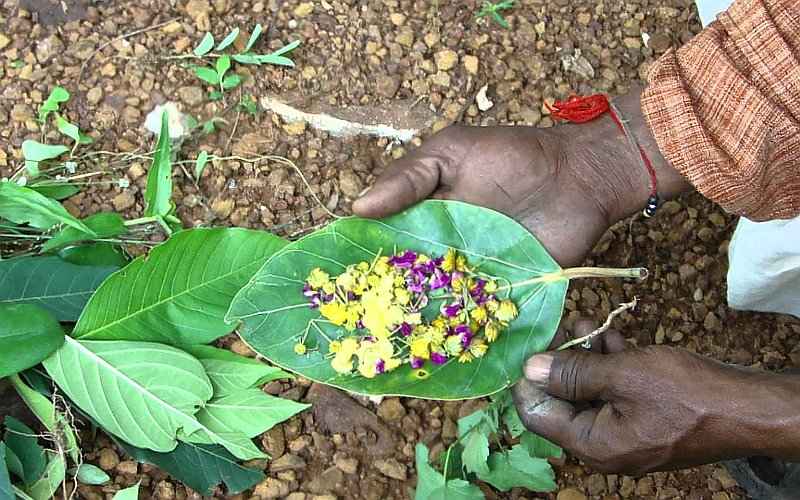 Εθνοβοτανική - Επίδειξη Χρήσης Φυτών