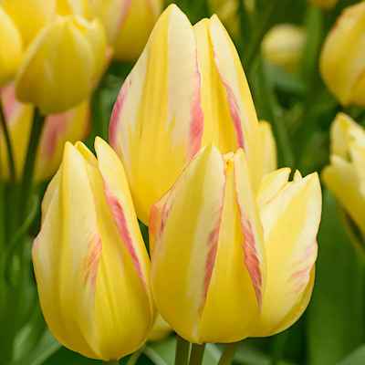 Multi-Flowering Group - Ομάδα από Τουλίπες Multi-Flowering (Tulipa gesneriana 'Antoinette')