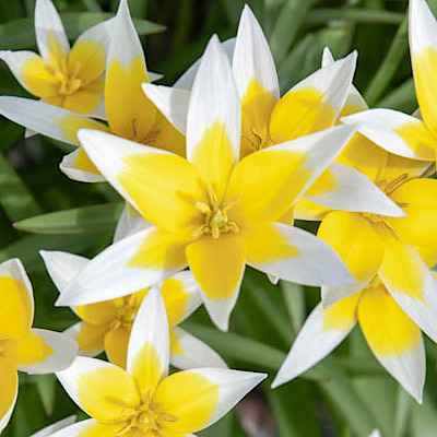 Miscellaneous Group – Ομάδα από Τουλίπες Miscellaneous (Tulipa tarda)