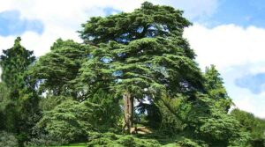 Εντυπωσιακό Δέντρο Κέδρου του Λιβάνου