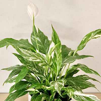 Spathiphyllum wallisii 'Domino' Ποικιλία