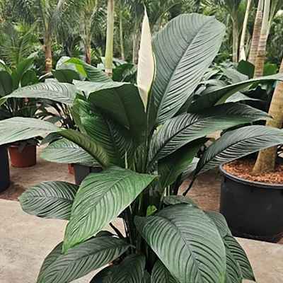 Spathiphyllum wallisii 'Sensation' Ποικιλία
