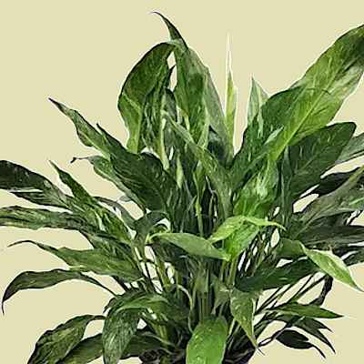 Spathiphyllum wallisii 'Variegata' Ποικιλία