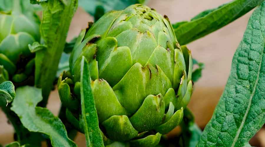 The Bud, the Edible Part of Globe Artichoke