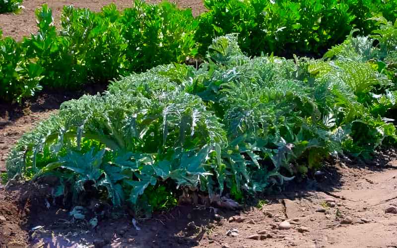 Growing Globe Artichokes in Vegetable Garden