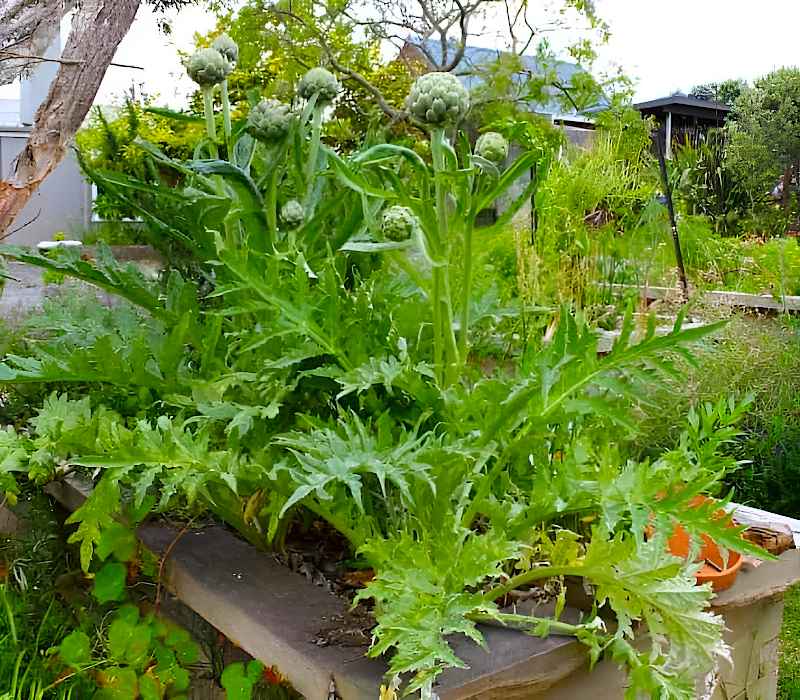 Globe Artichoke Plants in Raised Bed