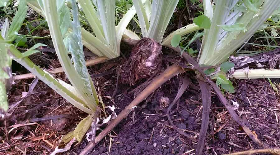 Growing Globe Artichokes in Vegetable Garden - Globe Artichoke Pups for Replanting