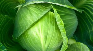 Καλοσχηματισμένη Κεφαλή Λάχανου