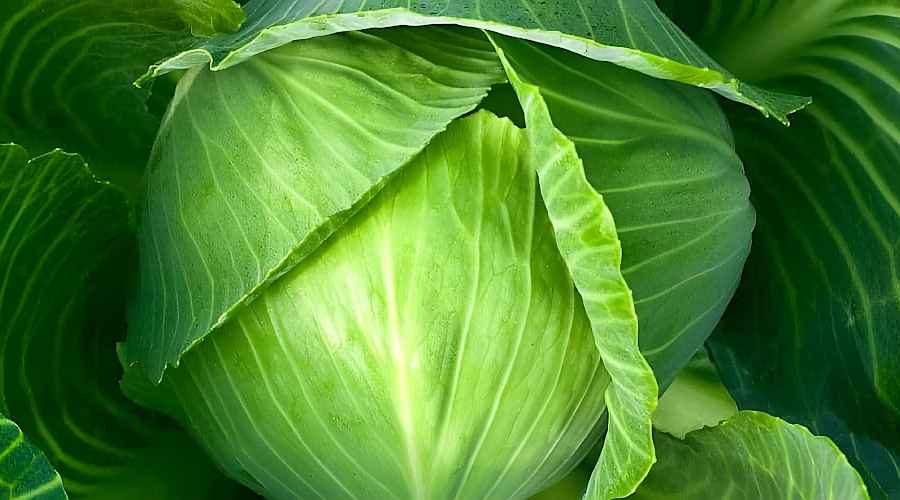 Καλοσχηματισμένη Κεφαλή Λάχανου