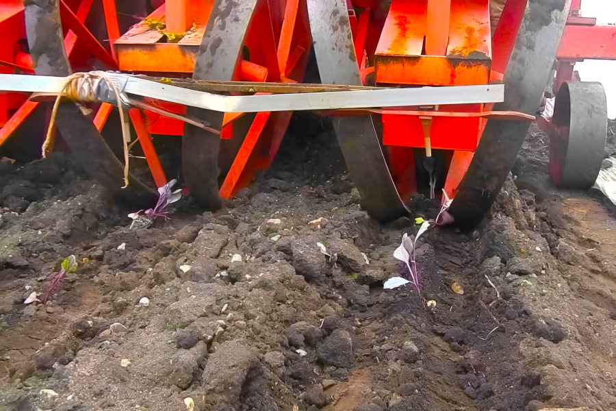 Planting Cabbages by Transplanter Machine