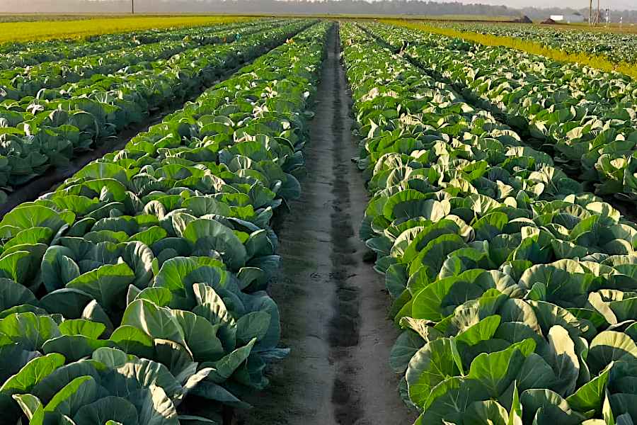 Planting Cabbage (Brassica oleracea var. capitata) - Cabbage Crop In Florida