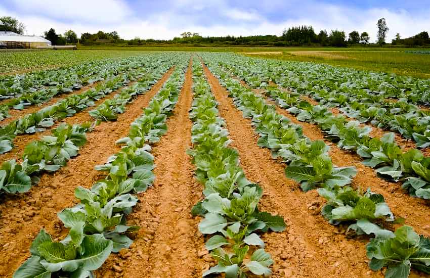 Cabbage Crop in the Begining of Head Formation