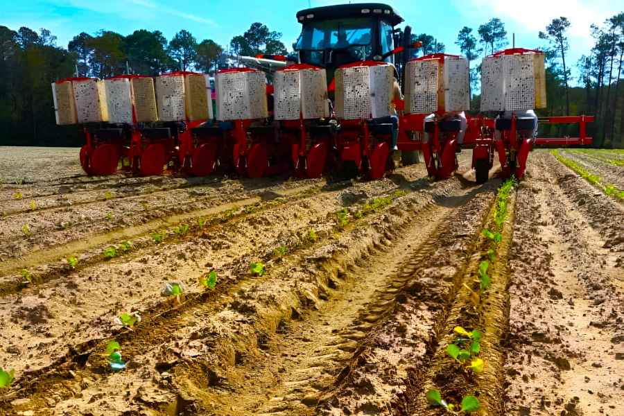 Planting Cabbage (Brassica oleracea var. capitata) with 8-Rows Transplanter