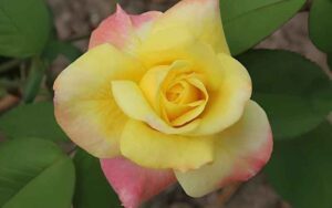 &Tau;&rho;&iota;&alpha;&nu;&tau;&alpha;&phi;&upsilon;&lambda;&lambda;&iota;ά 'Peace' &tau;&omicron; &Lambda;&omicron;&upsilon;&lambda;&omicron;ύ&delta;&iota; - &Phi;&omega;&tau;&omicron;&gamma;&rho;&alpha;&phi;ί&alpha; Manuelmanteiga