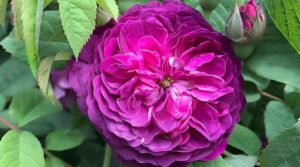 The Fragrant Rose 'Reine des Violettes' with a Fully Open Flower