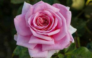 The Fragrance Pink Flower of 'Aloha' Rose