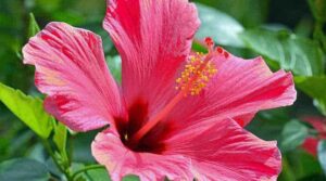 Ο Ιβίσκος ο Σινικός με Ανοικτό Κόκκινο Άνθος