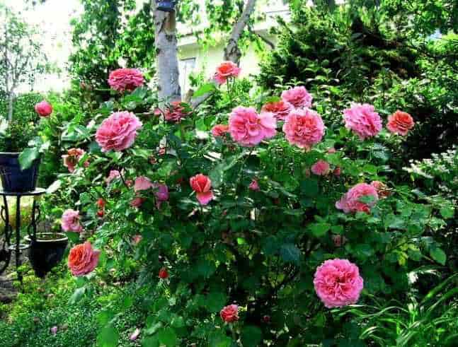 Ανθισμένη Τριανταφυλλιά 'Aloha' σε Συνθήκες Ημισκιάς