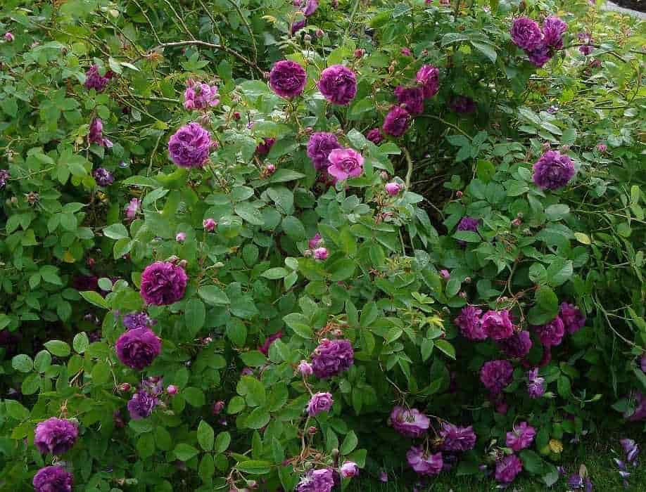 Φυτό της Περιγραφόμενης Τριανταφυλλιάς σε Πλήρη Άνθιση