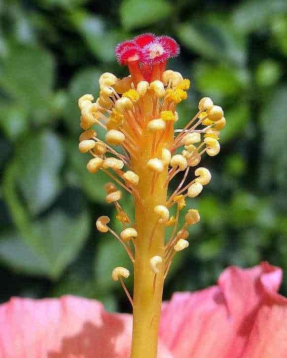 Stamens & 5 Stigmas Style of Hibiscus rosa-sinensis