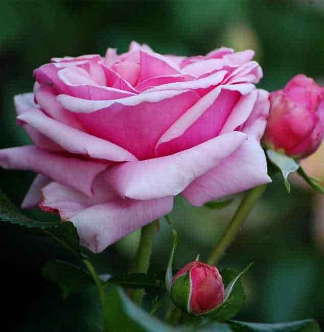 Τριανταφυλλιά 'Aloha' με Μπουμπούκια και Άνθη