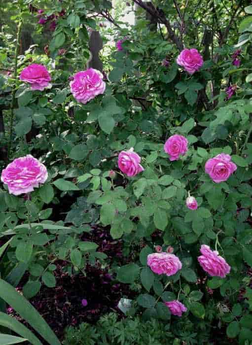 Ανθισμένος Θάμνος Τριανταφυλλιάς 'Reine des Violettes' σε Συνθήκες Ημισκιάς