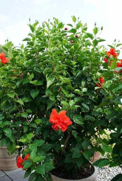 Red Flower of Chinese Hibiscus in Pot