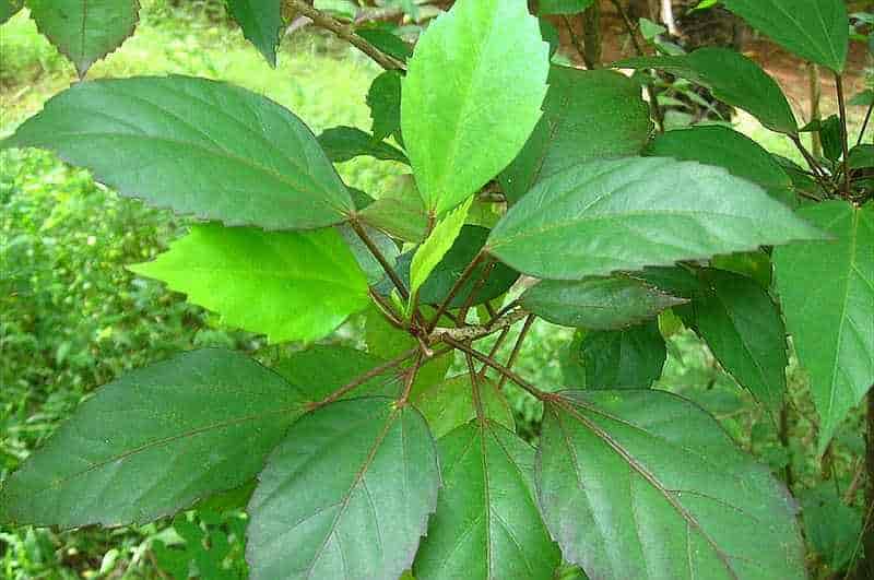 Twig and Leaves of Hibiscus rosa-sinensis