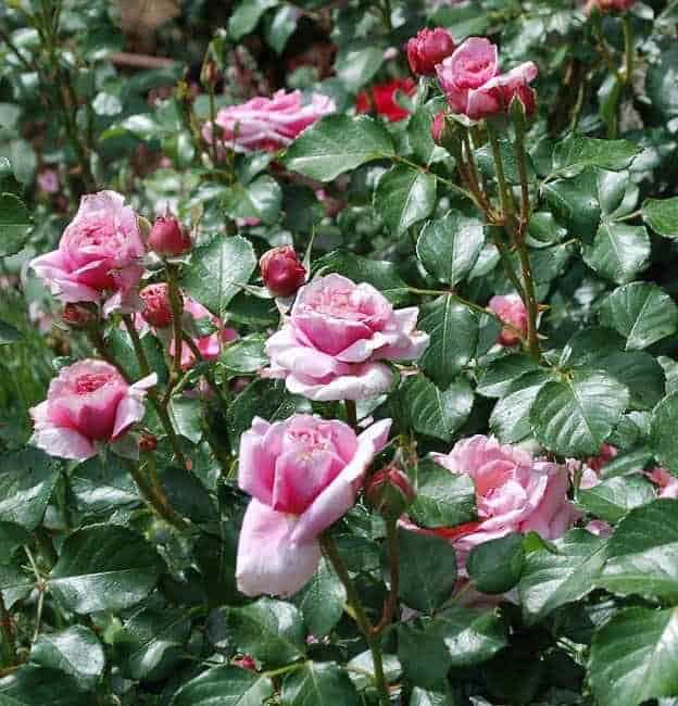 Τριανταφυλλιά 'Αλόχα' σε Πλήρη Άνθιση στον Κήπο