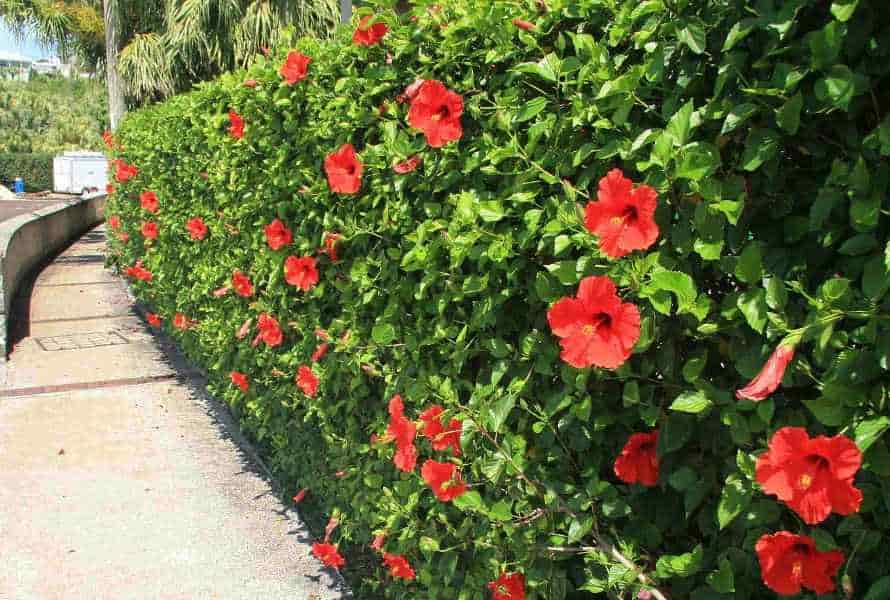 Formal Hedge of Chinese Hibiscus Plants