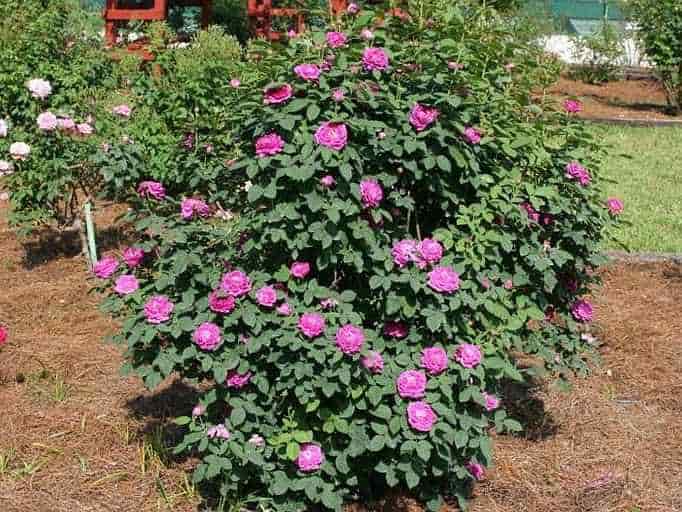 Ανθισμένη Τριανταφυλλιά σε Ηλιόλουστη Θέση