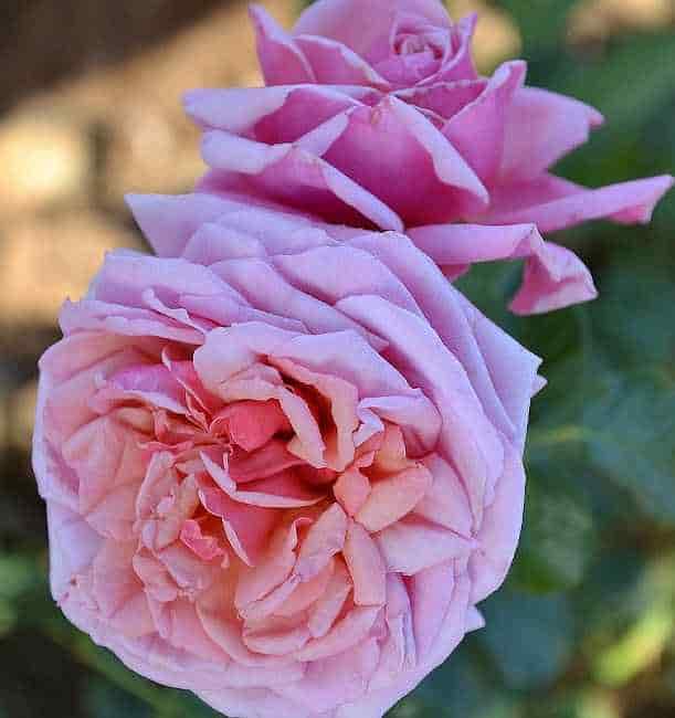 Ανθισμένη Αναρριχώμενη Τριανταφυλλιά 'Αλόχα'