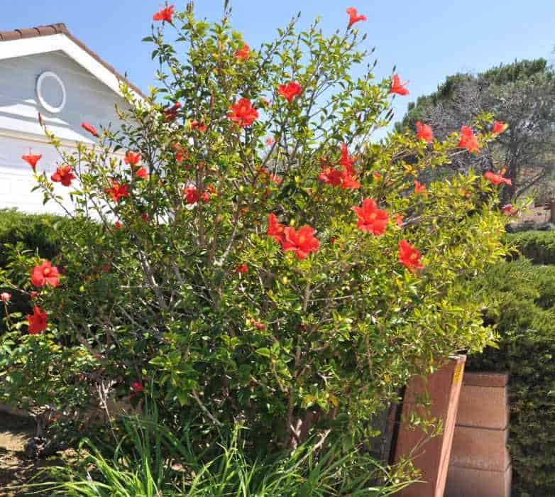 Hibiscus rosa-sinensis Flowering Plant in Garden