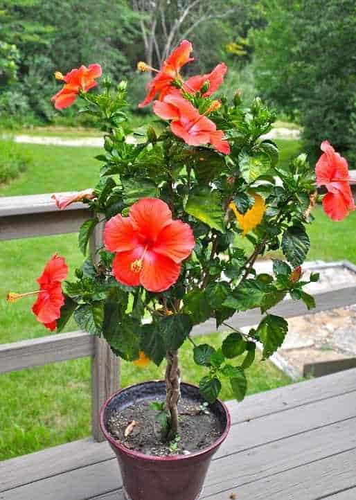 Hibiscus rosa-sinensis in a Pot Shaped into a Small Tree