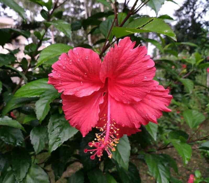 Red Flower of Chinese Hibiscus