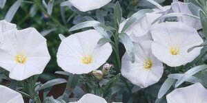 Τα Λευκά Άνθη του Φυτού Κονβόλβουλος