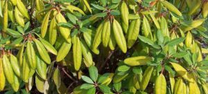 Έ&lambda;&epsilon;&iota;&psi;&eta; &Alpha;&zeta;ώ&tau;&omicron;&upsilon; &sigma;&epsilon; &Rho;&omicron;&delta;ό&delta;&epsilon;&nu;&tau;&rho;&alpha;